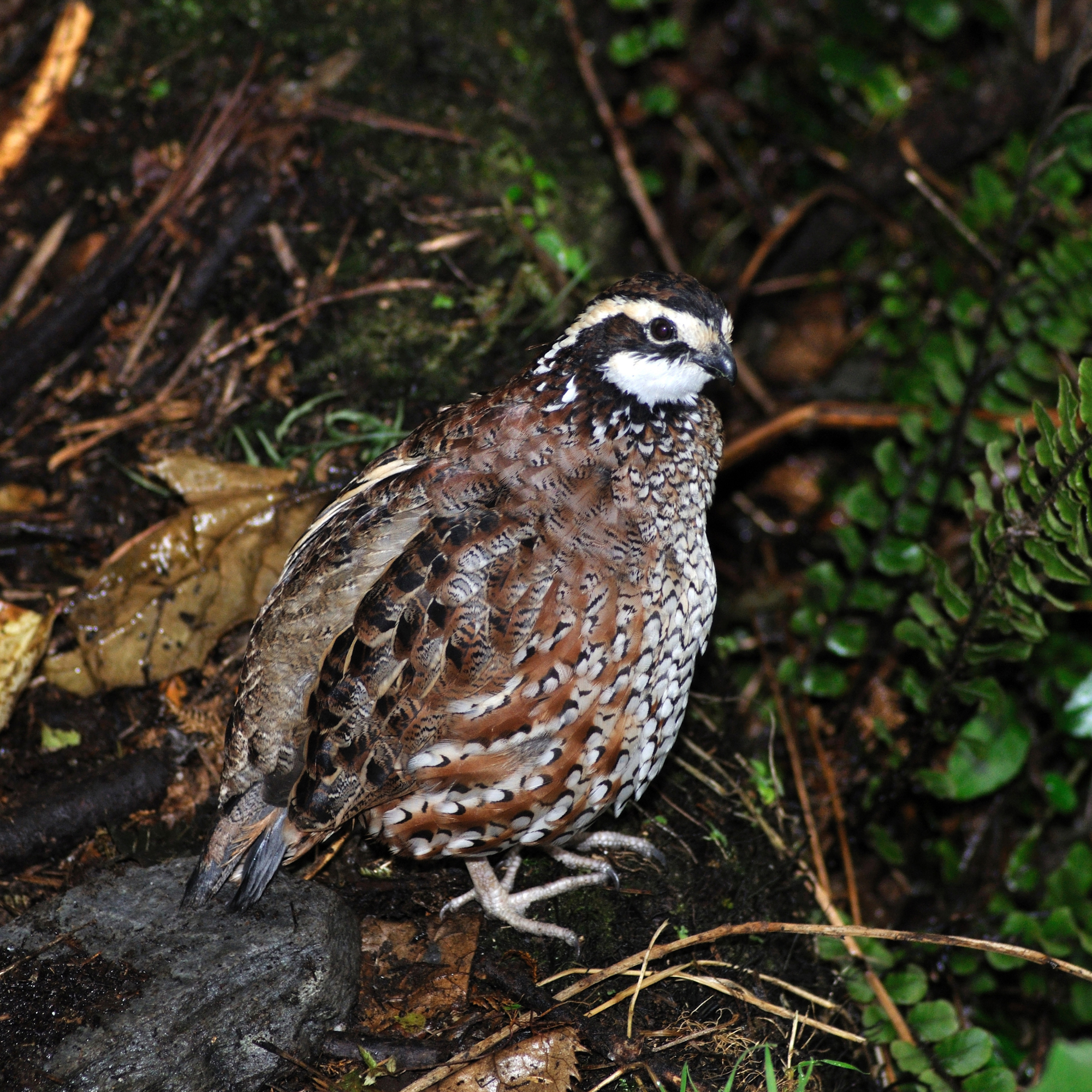Quail: The Overachievers (and Chaos Agents) of the Poultry World